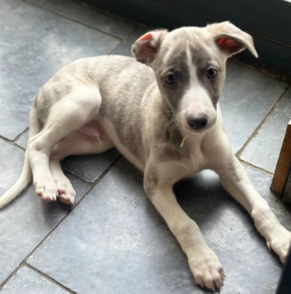 cuccioli di Levriero Italiano in ottima salute