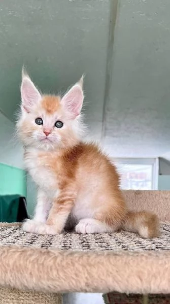 Maine coon cuccioli