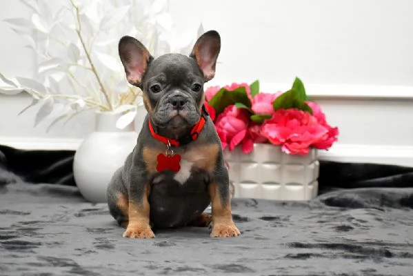 Dolce Bulldog Francese di 3 Mesi Cerca Casa