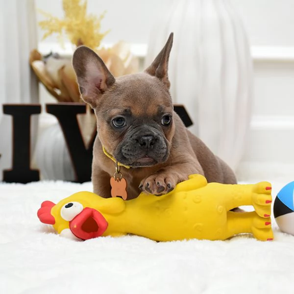 Cuccioli di Bulldog Francese Pronti per la Loro Nuova Famiglia
