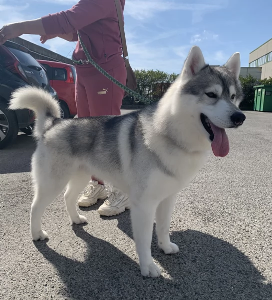 Cuccioli Siberian Husky | Foto 3