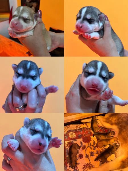 Cuccioli Siberian Husky