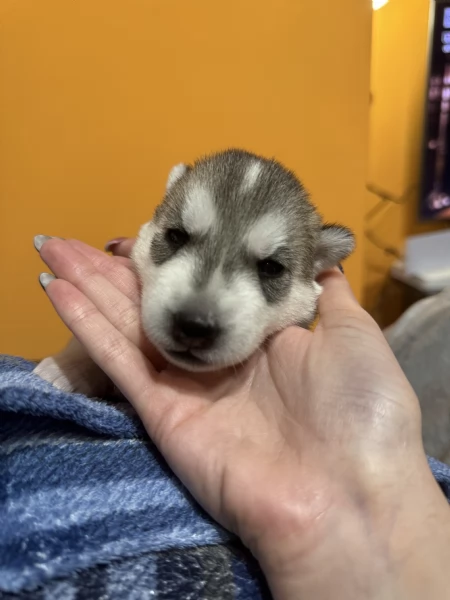 Vendita cuccioli di Siberian Husky | Foto 4