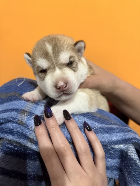 Vendita cuccioli di Siberian Husky | Foto 3