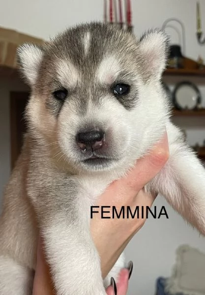 Vendita cuccioli di Siberian Husky | Foto 4