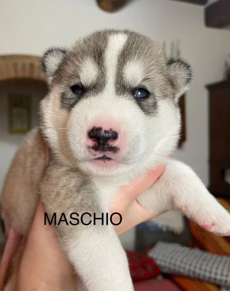 Vendita cuccioli di Siberian Husky | Foto 3