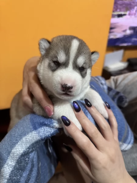 Vendita cuccioli di Siberian Husky