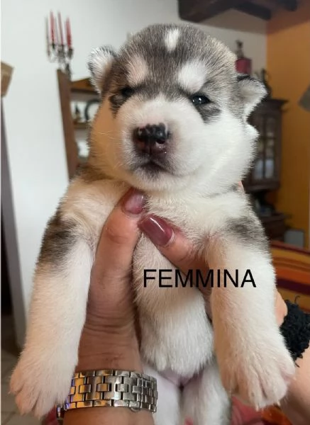 Vendita cuccioli di Siberian Husky | Foto 2