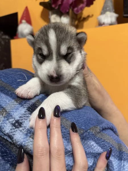 Vendita cuccioli di Siberian Husky | Foto 1