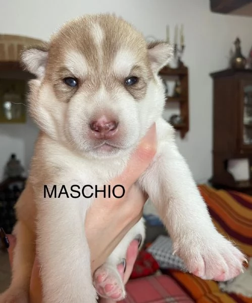 Vendita cuccioli di Siberian Husky | Foto 1