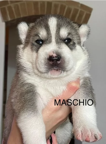 Vendita cuccioli di Siberian Husky