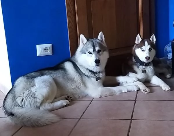 Cuccioli Siberian Husky | Foto 1