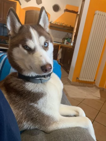 Cuccioli Siberian Husky | Foto 0