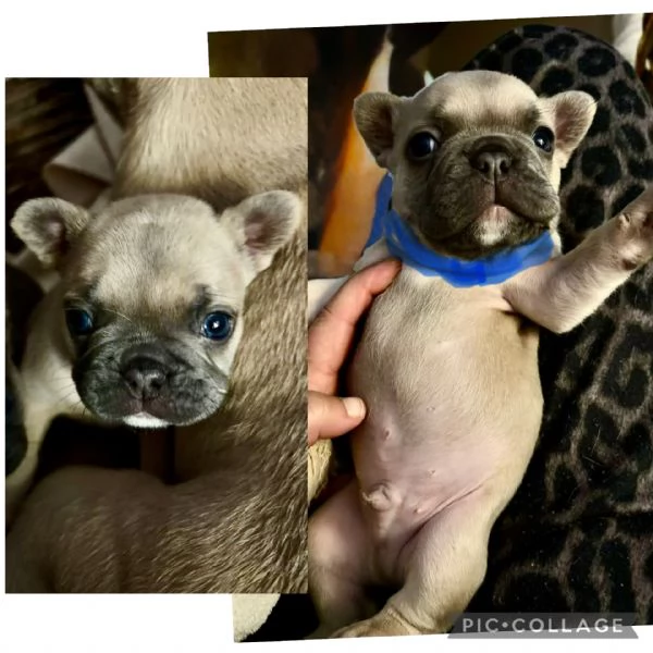Bulldog francesi esotici  | Foto 5