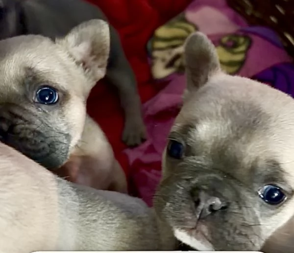 Bulldog francesi esotici  | Foto 3