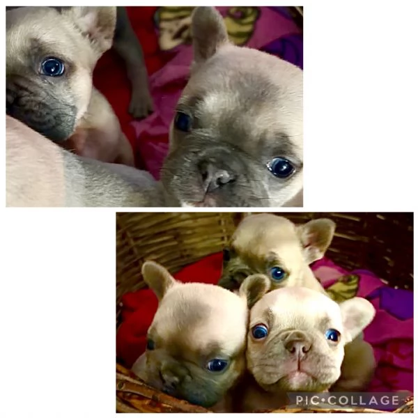 Bulldog francesi esotici  | Foto 2
