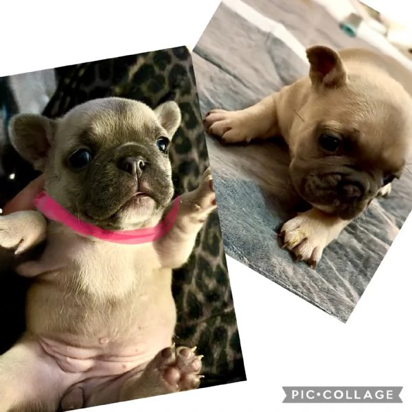 Bulldog francesi esotici  | Foto 1