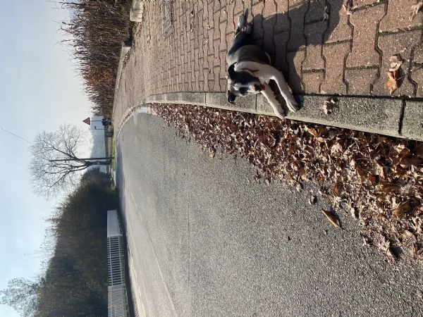 Amstaff femmina  | Foto 5