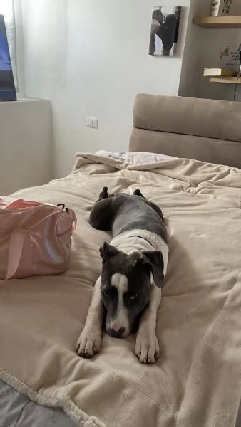 Amstaff femmina  | Foto 4