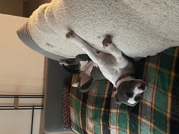 Amstaff femmina  | Foto 1