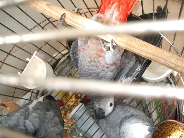 Pappagalli cenerini documentati disponibili | Foto 0