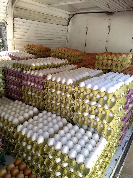 Disponibili Ara Blu e Dorati in salute | Foto 0