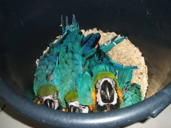 Disponibili Ara Blu e Dorati in salute