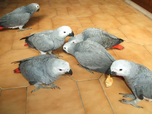 Pappagalli cenerini ben addestrati con un buon temperamento e uova