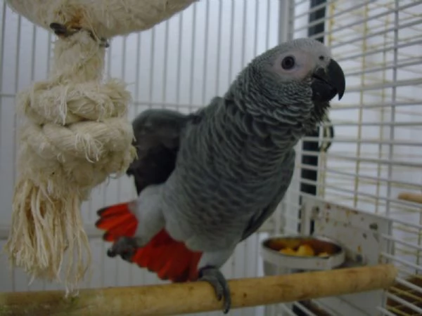 Pappagalli cenerini ben addestrati con un buon temperamento e uova | Foto 0
