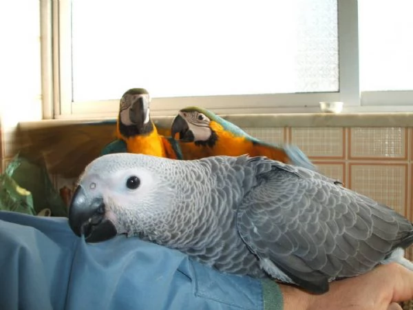 In vendita pappagalli ara blu e oro parlanti e pappagalli cenerini 