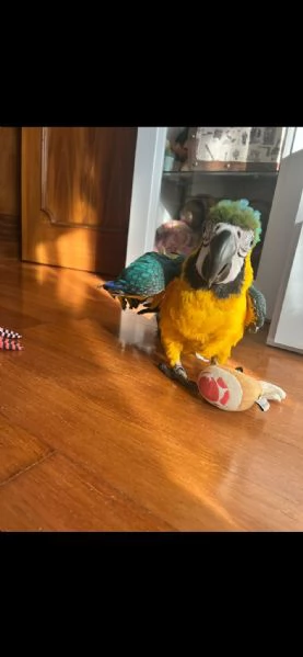 Ara gialloblue  | Foto 0