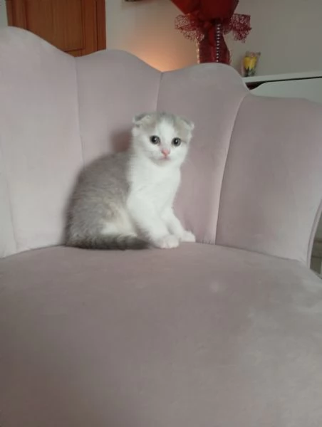 Scottish fold