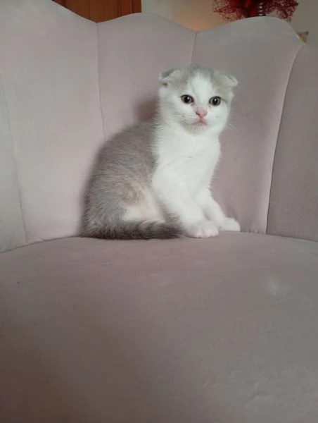 Scottish fold | Foto 3