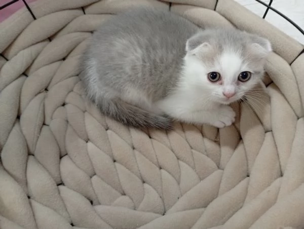 Scottish fold | Foto 2