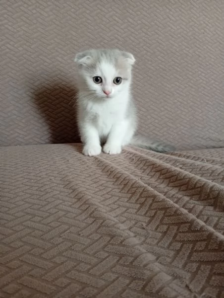 Scottish fold | Foto 0