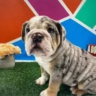 Bulldog inglese cerca una famiglia amorevole 