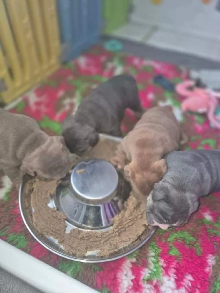 Cuccioli di Bulldog Inglese adorabili e sani | Foto 4