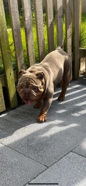 Cuccioli di Bulldog Inglese adorabili e sani | Foto 3