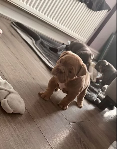 Cuccioli di Bulldog Inglese adorabili e sani | Foto 1
