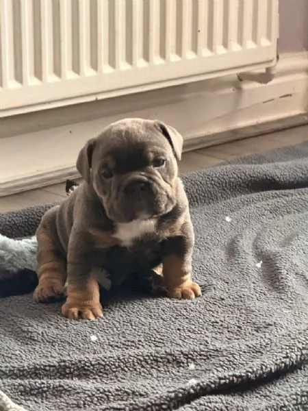 Cuccioli di Bulldog Inglese adorabili e sani