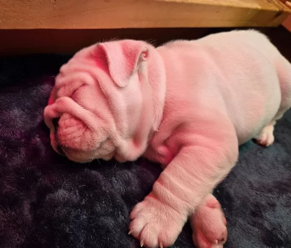 Disponibile bellissimo bulldog maschio standard | Foto 3