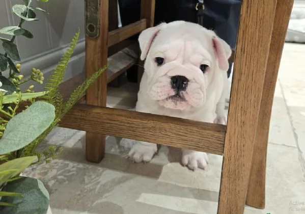 Disponibile bellissimo bulldog maschio standard | Foto 2