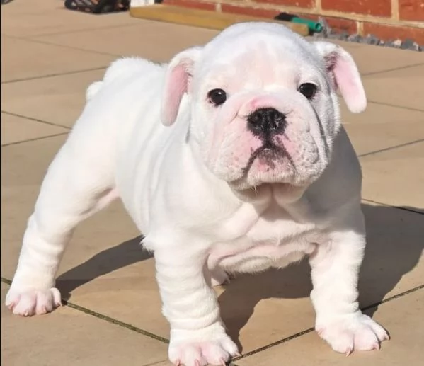 Disponibile bellissimo bulldog maschio standard | Foto 1