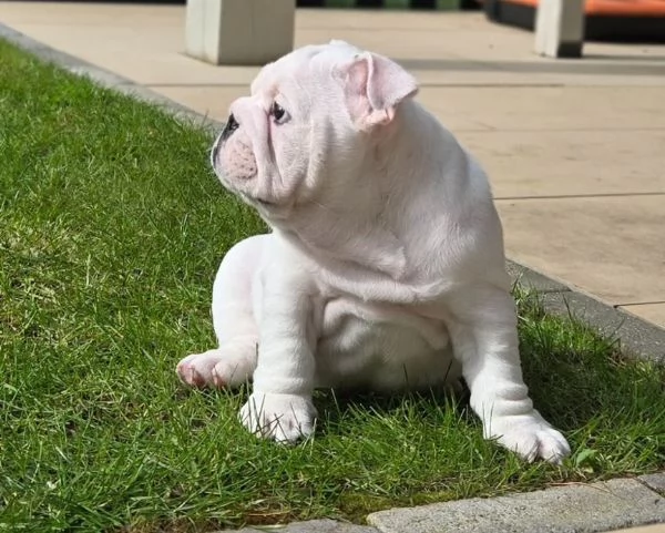 Disponibile bellissimo bulldog maschio standard | Foto 0