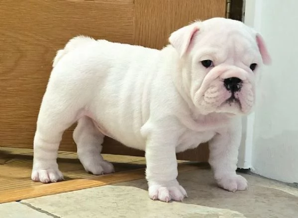 Disponibile bellissimo bulldog maschio standard