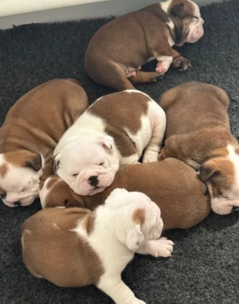 Cuccioli di bulldog inglese pronti per una nuova casa