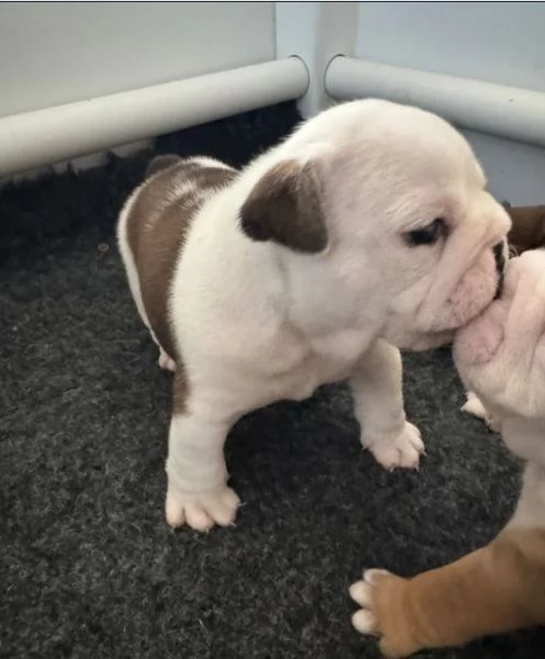 Cuccioli di bulldog inglese pronti per una nuova casa | Foto 3