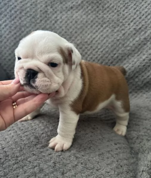 Cuccioli di bulldog inglese pronti per una nuova casa | Foto 2