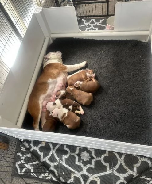 Cuccioli di bulldog inglese pronti per una nuova casa | Foto 1