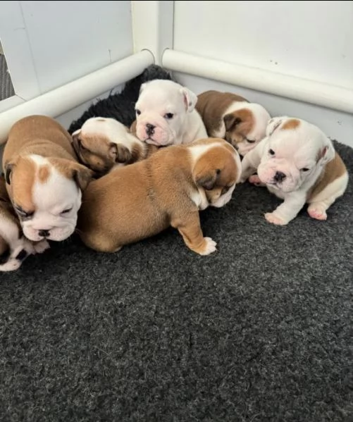 Cuccioli di bulldog inglese pronti per una nuova casa | Foto 0